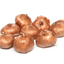 60 Crocus Blanc Violet, Jaune, Blanc, Violet En Mélange -Plantes Soldes Boutique 103847 5