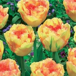Collection De 15 Tulipes Frangées : Queensland, Mascotte, Vaya Con Dios -Plantes Soldes Boutique 103864 2