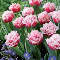 Collection De 15 Tulipes Frangées : Queensland, Mascotte, Vaya Con Dios -Plantes Soldes Boutique 103864 3