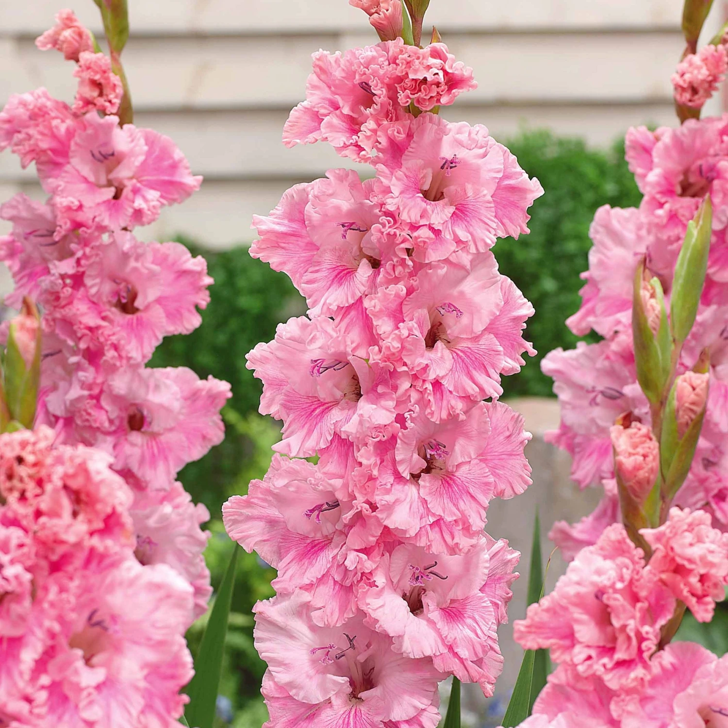 Collection De 30 Glaïeuls Perroquets 2 Collection De 30 Glaïeuls Perroquets – Image 2