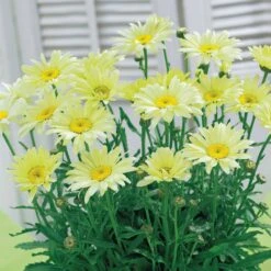 Collection De 6 Marguerites Colorées -Plantes Soldes Boutique 103887 3 1706783869377