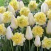 20 Tulipes Françoise Et Narcisses Sweet Pomponette En Mélange