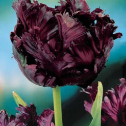 Collection De 24 Tulipes Perroquet : Princesse Irene, Black Parrot, Apric -Plantes Soldes Boutique 104010 3