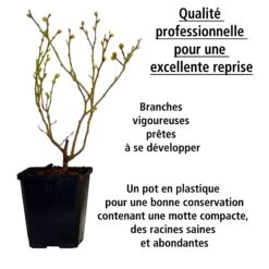 Collection De 4 Arbustes à Fruits Vitaminés -Plantes Soldes Boutique 104035 1