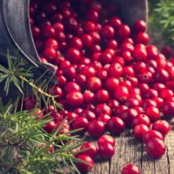 Collection De 4 Arbustes à Fruits Vitaminés -Plantes Soldes Boutique 104035 7