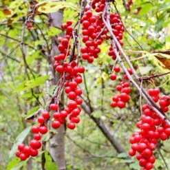 Collection De 4 Arbustes à Fruits Vitaminés -Plantes Soldes Boutique 104035 8