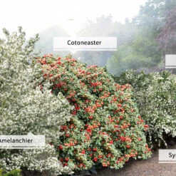 Collection Haie Aux Oiseaux