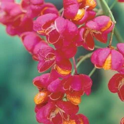 Collection Haie Aux Oiseaux -Plantes Soldes Boutique 104606 3