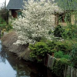 Collection Haie Aux Oiseaux -Plantes Soldes Boutique 104606 4