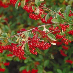 Collection Haie Aux Oiseaux -Plantes Soldes Boutique 104606 6