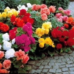 10 Bégonias Doubles En Mélange EXTRA -Plantes Soldes Boutique 104907 3