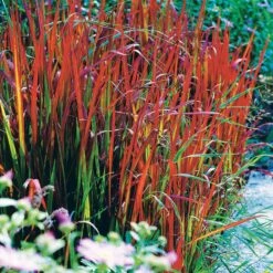 2 Imperatas Red Baron -Plantes Soldes Boutique 25995 6