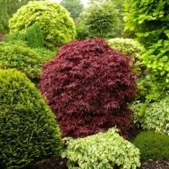 Erable Du Japon Shaina -Plantes Soldes Boutique 41787 2