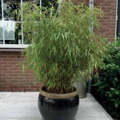 Bambou Fargesia Rufa Non-traçant -Plantes Soldes Boutique 44329 3