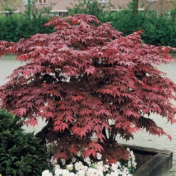 Erable Pourpre Du Japon -Plantes Soldes Boutique 58675 6 1704704106221