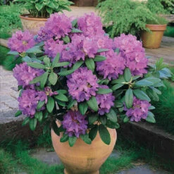 Rhododendron Catawbiense Grandiflorum -Plantes Soldes Boutique 60004 5 1700144087383
