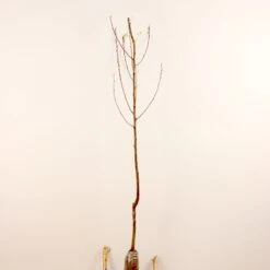 Prunier Reine Victoria -Plantes Soldes Boutique 63230 10