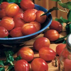 Prunier Reine Victoria -Plantes Soldes Boutique 63230 2