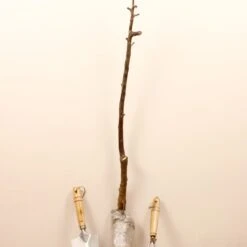 Prunier Reine Victoria -Plantes Soldes Boutique 63230 7