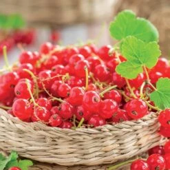 Groseillier Jonkheer Van Tets -Plantes Soldes Boutique 71046 4