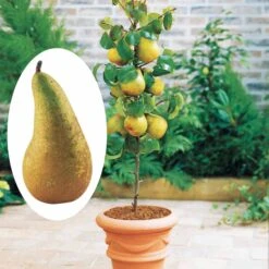 Mini-poirier Conférence