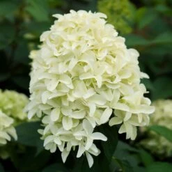 Hortensia Paniculé Skyfall -Plantes Soldes Boutique 84054 2