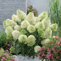 Hortensia Paniculé Skyfall -Plantes Soldes Boutique 84054 5 1700140378723