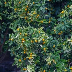 Kumquat -Plantes Soldes Boutique ADO 006876 3 1706611143923