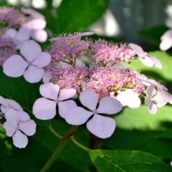 Hortensia été Indien -Plantes Soldes Boutique ADO 010185 1 BK 1704809425592