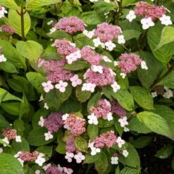 Hortensia été Indien -Plantes Soldes Boutique ADO 010185 2 BK 1704809442605
