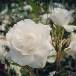 Rosier Sur Tige Korbin -Plantes Soldes Boutique ADO 010208 3 1704807754221