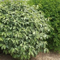 Eleagnus -Plantes Soldes Boutique ADO 012633 5 1705586057381