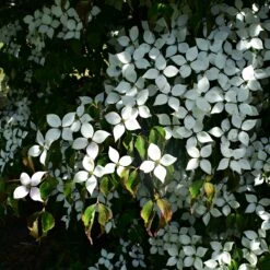 Cornouiller Du Japon -Plantes Soldes Boutique ADO 017312 1 BK 1706620812136