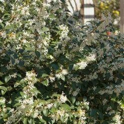 Osmanthe De Burkwood 6 Osmanthe De Burkwood -Plantes Soldes Boutique ADO 027580 4 1705573696686