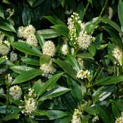 Laurier-Cerise Laurier Palme Otto Luyken -Plantes Soldes Boutique ADO 028327 2 1706695490400