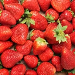 Fraisier Charlotte 6 Fraisier Charlotte -Plantes Soldes Boutique ADO 031565 3 1706715160260