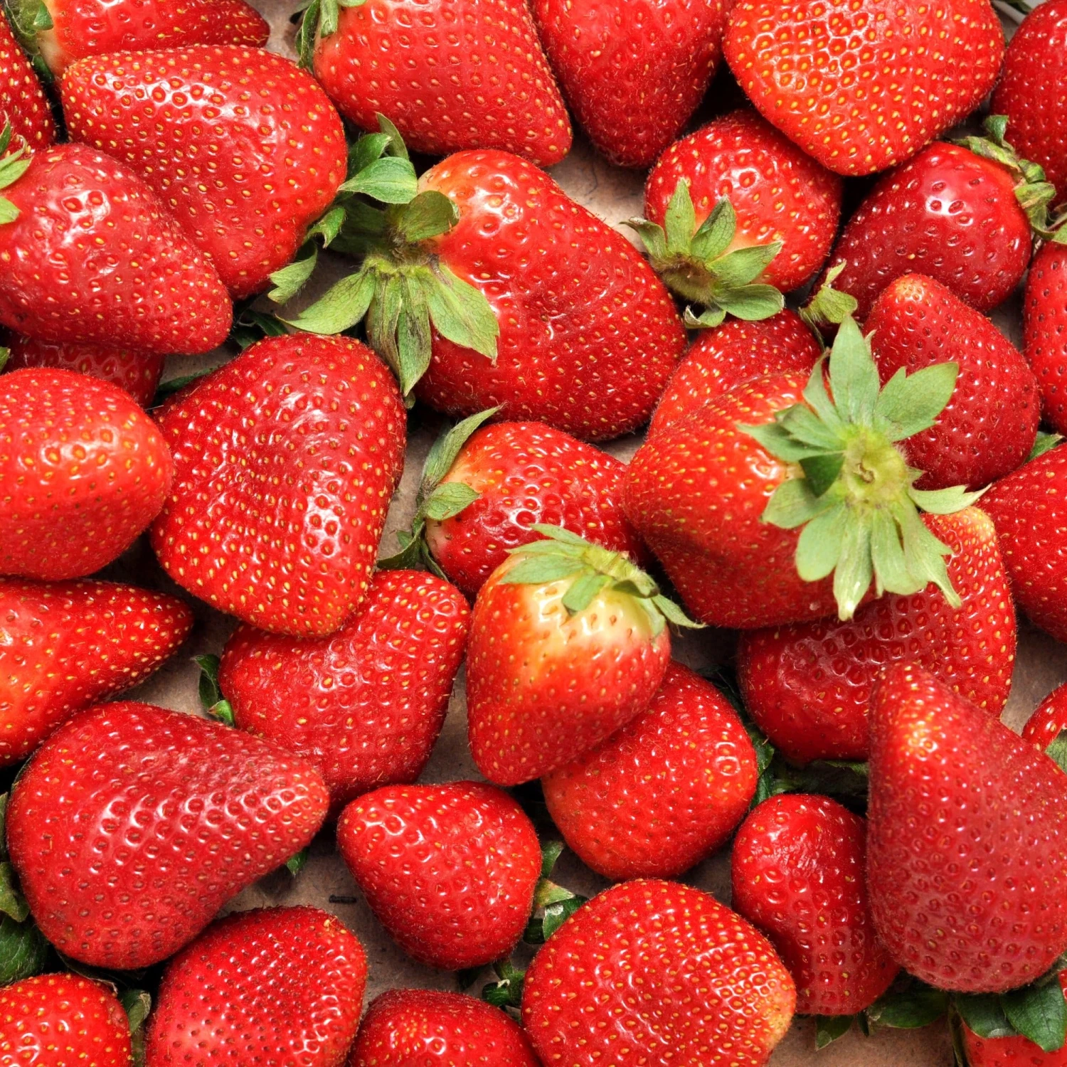 Fraisier Charlotte 3 Fraisier Charlotte – Image 3