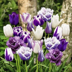 20 Tulipes Paradis En Mélange