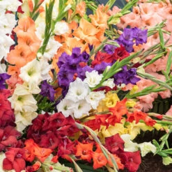 Pack De 312 Bulbes -Plantes Soldes Boutique HOR 020111 3 1708515156926