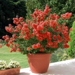 Lilas Des Indes Rouge -Plantes Soldes Boutique HOR 020167 1 BK 1706102175775