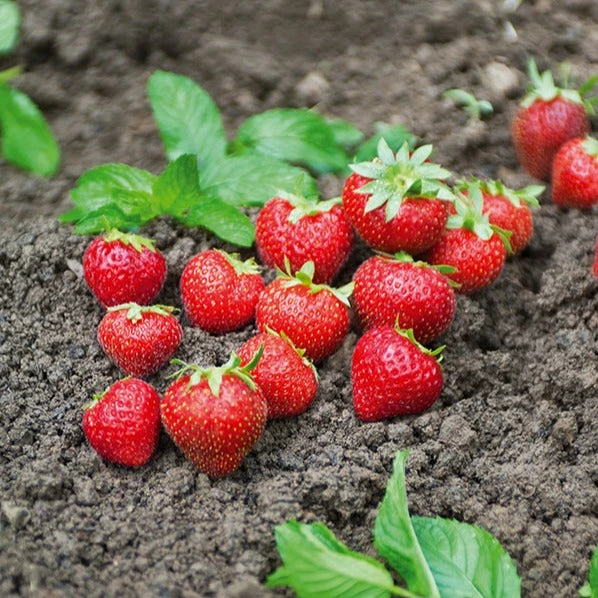 Fraisier Charlotte 2 Fraisier Charlotte – Image 2