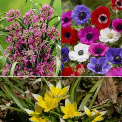 100 Bulbes De Fleurs Running Wild En Mélange -Plantes Soldes Boutique MON 031435 2 1706797786208
