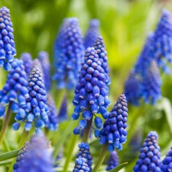 100 Bulbes De Fleurs Running Wild En Mélange -Plantes Soldes Boutique MON 031435 5 8263200a 5a9b 4744 b302 4bdbcdad2a63 1706797818309