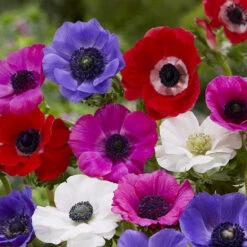 100 Bulbes De Fleurs Running Wild En Mélange -Plantes Soldes Boutique MON 031435 9 1706797836655