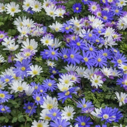 100 Bulbes De Fleurs 6 Mois De Fleurs En Mélange -Plantes Soldes Boutique MON 031436 4 1706797909205