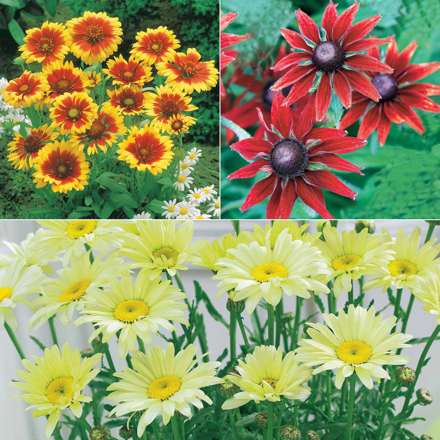 Collection De 6 Marguerites Colorées