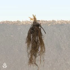 Fraisier Gariguette -Plantes Soldes Boutique QL Fraisiers WIL 1707996284394