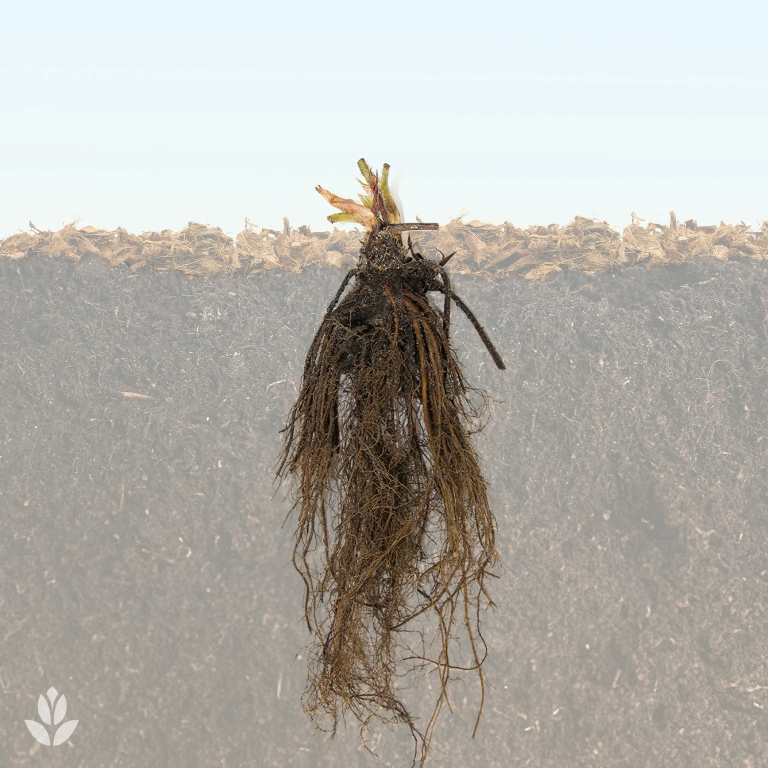 Fraisier Charlotte 4 Fraisier Charlotte – Image 4