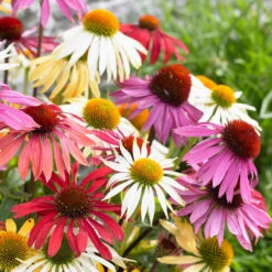5 Marguerites Papillon En Mélange