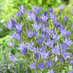 Pack De 312 Bulbes -Plantes Soldes Boutique VIS 020111 2 1708515178963